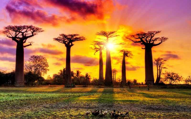 The Avenue of the Baobabs in Madagascar. Source: [Dennis Van De Water]©123RF.com